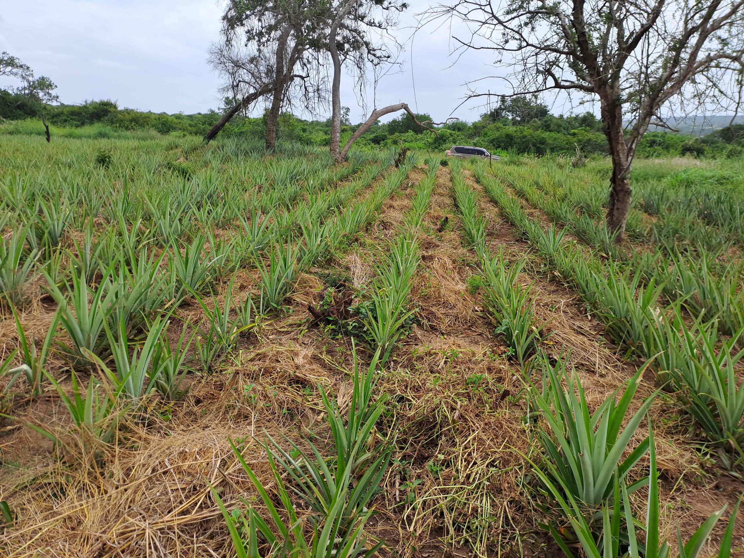 DIASPORA GARDEN MALINDI
